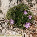 Erodium rodiei Облик