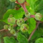 Jatropha podagrica Плод