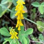 Melilotus italicus Flower