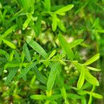 Hypericum hypericoides Листок