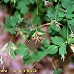 Thalictrum macrocarpum その他の提案