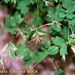 Thalictrum macrocarpum Egyéb