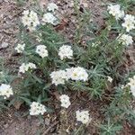 Heliotropium greggii फूल