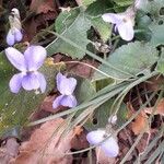 Viola odorata Flower