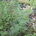 Artemisia chamaemelifolia Leaf