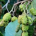 Alnus glutinosa Frukto