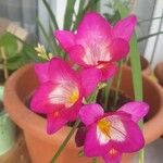 Freesia refracta Cvet