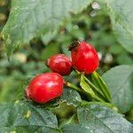 Rosa villosa Fruit