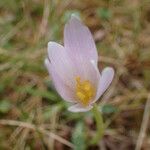 Colchicum alpinum Flower