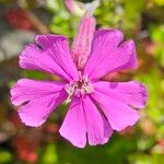 Silene schafta Flower