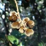 Storthocalyx leioneurus Fruit