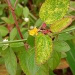 Corchorus aestuans Leaf