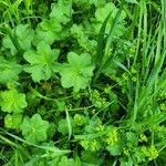 Alchemilla monticola موطن