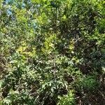 Schinus terebinthifolia മറ്റ്