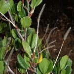 Cercocarpus montanus Habitat