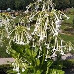 Nicotiana sylvestrisЦвят