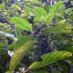 Psychotria pancheri Hábito