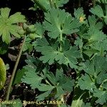 Callianthemum coriandrifolium Other