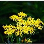 Senecio brasiliensis Flor
