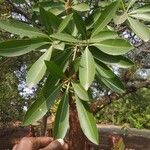 Alstonia scholarisLeaf