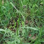 Crepis biennis Habitus