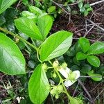 Amphilophium elongatum Hoja