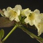 Rhododendron trichocladum Flower