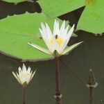 Nymphaea ampla Fiore