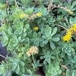 Sedum palmeriপাতা