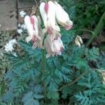 Dicentra formosa 花