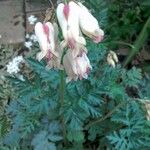 Dicentra formosa Blomma