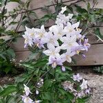 Solanum bonarienseΛουλούδι