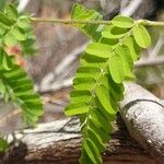 Abrus precatorius Leaf