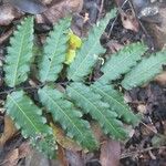 Elattostachys incisa Leaf