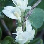 Trifolium subterraneum Blüte