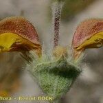 Phlomis crinita 花