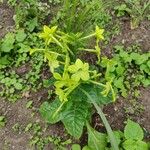 Nicotiana alataKukka