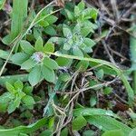 Portulaca amilis Feuille