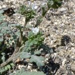 Phacelia affinis موطن