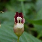 Scrophularia nodosa Λουλούδι