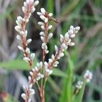 Persicaria decipiens Kwiat