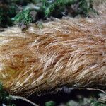 Davallia chaerophylloides Other