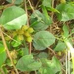 Indigofera nummulariifolia Fruit