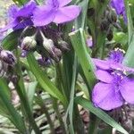 Tradescantia × andersoniana Leaf