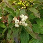 Cornus racemosa Meyve