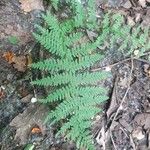 Dryopteris intermedia Hoja