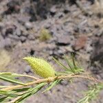 Gomphocarpus fruticosus ഫലം