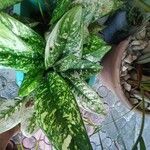 Aglaonema costatum Blatt