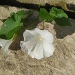 Calystegia sepium फूल