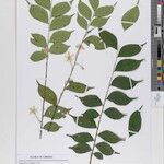 Dicranolepis laciniata Other